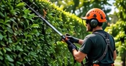 Trimming a tall hedge with a pole hedge cutter