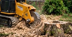 Stump grinder reducing a tree stump